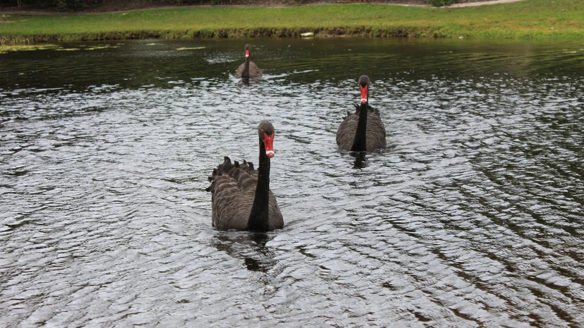 Sanctuary Lakes Fauna Retreat Urangan Aparthotel