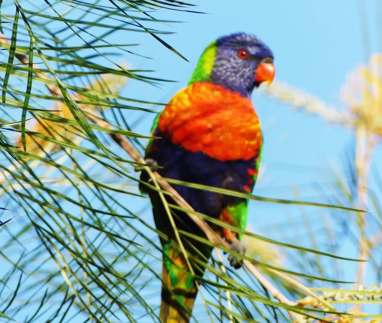 Sanctuary Lakes Fauna Retreat Urangan Australia